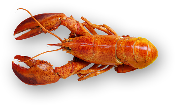 lobster